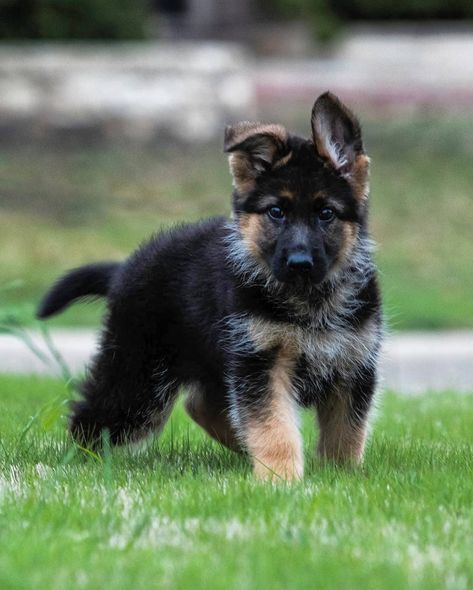 German Shepherd Names Male, King German Shepherd, German Shepherd Facts, German Shepherd For Sale, King Shepherd, Names Male, German Shepherd Names, Female German Shepherd, Malinois Dog