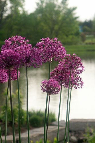 purple "Dandelions" Dandelion Wish, Red Roses, Dandelion, Flower Garden, Glass Vase, Vase, Purple, Glass, Flowers