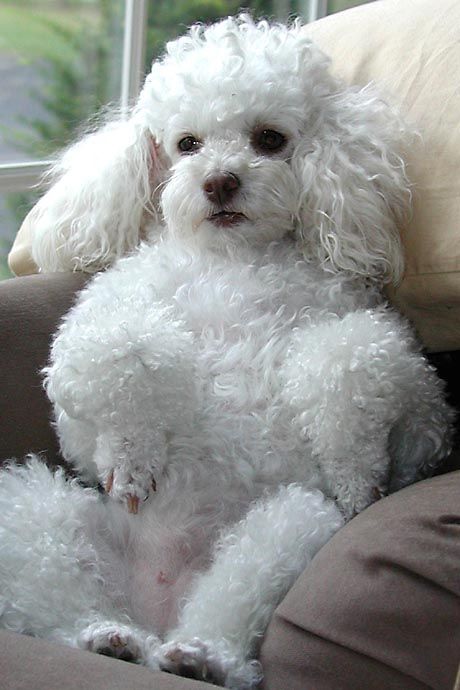 The most charming dogs in the world!: Miniature Poodle Anjing Poodle, Poodle Cuts, Poodle Grooming, Miniature Poodle, Poodle Puppy, White Dog, Standard Poodle, Poodle Dog, Toy Poodle