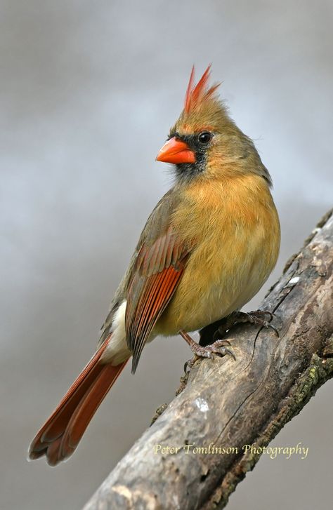 Cardinals Tattoo, Cardinal Photography, Cardinal Embroidery, Cardinals Birds, Bird Cardinal, Female Cardinal, Cardinal Painting, Mocking Birds, Cardinal Birds