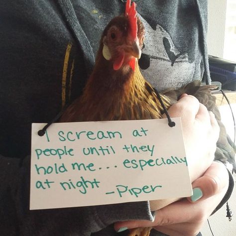 Funny-Chicken-Shaming-Farm-Life Chicken Shaming, Chicken Memes, Animal Shaming, Dog Shaming, Funny Chicken, Chicken Humor, A Chicken, Chickens Backyard, Funny Animal Pictures