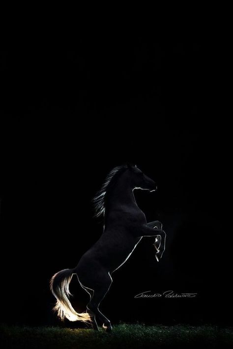 Black Horse Wallpaper Iphone, Dark Horse Aesthetic, Buddha Background, Herbivorous Animals, Night Horse, Horse Background, Iphone Wallpaper Texture, الفن الرقمي, Horse Photo