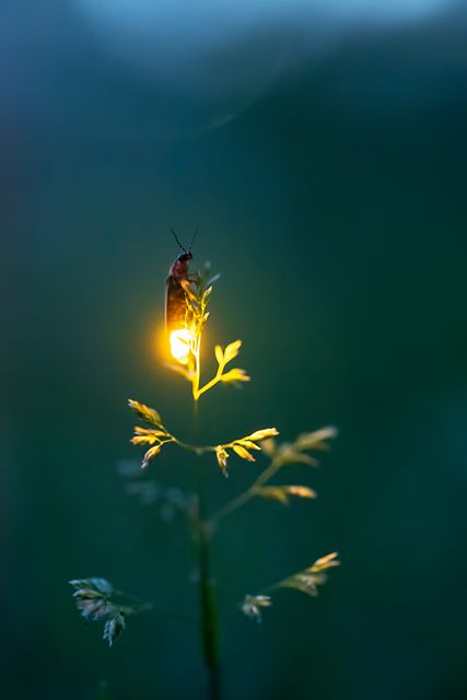 Kajv Firefly Photography, Macro Fotografia, Crazy Nature, Quotes Light, Crafts Animals, Aesthetic Forest, Chasing Fireflies, Animals Pictures, Beautiful Bugs