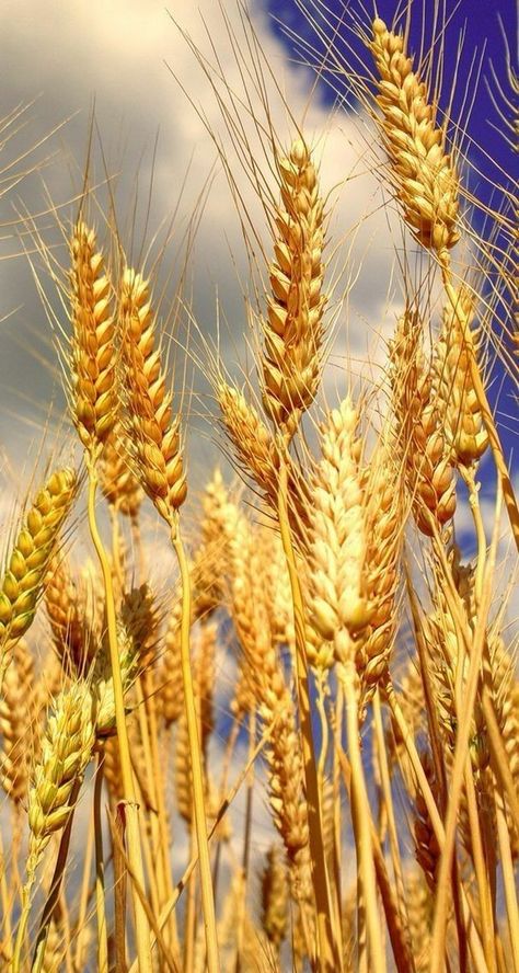 Wheat Wallpaper, Nature Wallpaper Iphone, Leaves Wallpaper Iphone, Agriculture Photography, Wall Paper Iphone, Paper Iphone, Let's Make Art, Nature Iphone Wallpaper, Banana Art