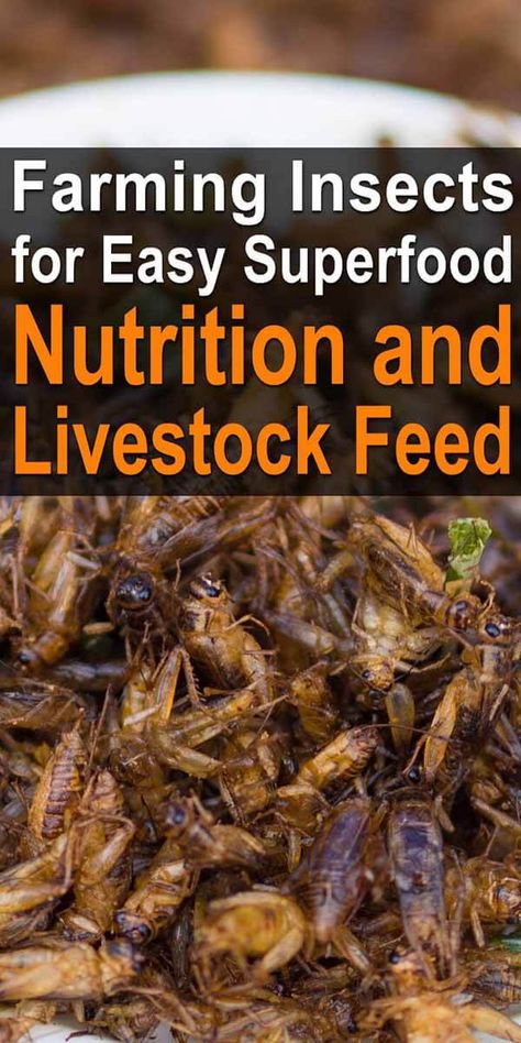 Meal Worms Raising, Cricket Farming, Snail Farming, Hydroponic Grow Systems, Edible Insects, Meal Worms, Chicken Diet, Livestock Feed, Farm Plans