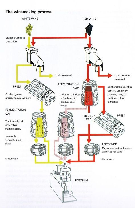 Wine Infographic, Wine Tasting Guide, How To Make Wine, Art Du Vin, Wine Chart, Wine Facts, Wine Making Process, Wine 101, Wine Map