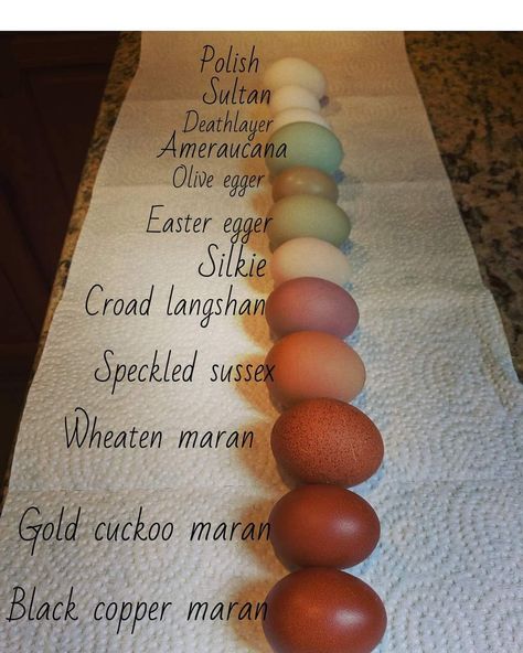 Cuckoo Maran Chickens, Cuckoo Maran, Chicken Coop Building Plans, Easter Egger Chicken, Chicken Facts, Olive Egger, Hatching Chickens, Cute Chicken Coops, Backyard Chicken Coop Plans