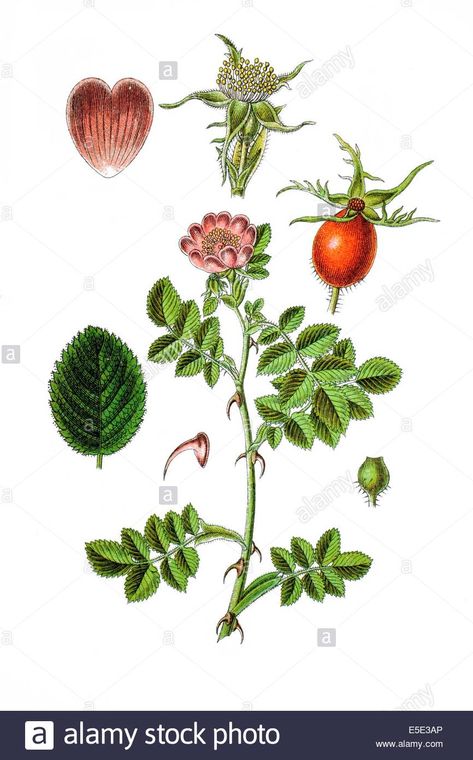 sweet briar, sweet brier or eglantine, rose, Rosa rubiginosa, Syn.: Rosa eglanteria Stock Photo Eglantine Rose, Shakespeare Garden, Caged Bird, Sweet Briar, B Tattoo, Briar Rose, Diy Simple, Rose Tattoo, Image Types