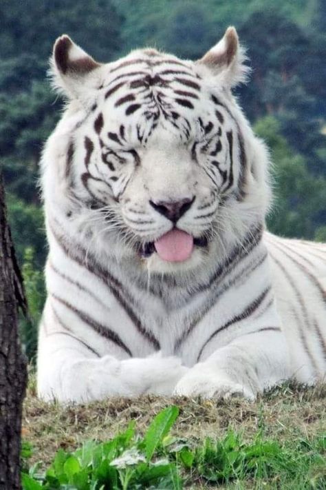 Tiger Pic, Galactik Football, Snow Tiger, White Lions, White Tigers, Tiger Pictures, Black Jaguar, Cute Kawaii Animals, Pet Tiger