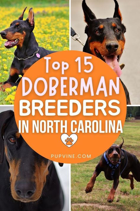 Doberman breeders in North Carolina are not as rare as in other US States. We have some exceptional breeders listed here for you! Doberman Breeders, Welsh Corgi Puppies, Us States, Dog Breeder, U.s. States, Off Grid Living, Welsh Corgi, Doberman, North Carolina