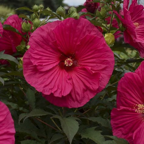 Hibiscus SUMMERIFIC® Summer in Paradise Mallow Plant, Rose Mallow, Deer Resistant Perennials, Endless Summer Hydrangea, Hardy Hibiscus, Hibiscus Plant, Red Bud, Paradise Garden, Overwintering