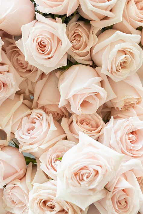 Make Rose Water, Natural Skin Toner, Photo Rose, How To Make Rose, Growing Roses, Skin Toner, Flowers Wallpaper, Red Food, Beautiful Rose Flowers