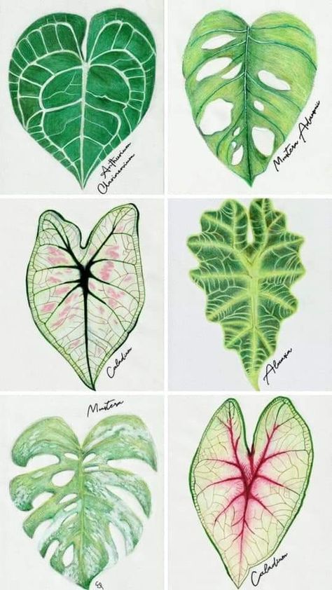 Plant Sketches, Christmas Scrapbook Paper, Wood Art Projects, Clay Crafts Air Dry, Leaf Drawing, Miniature Plants, Plant Painting, Plant Drawing, Botanical Drawings