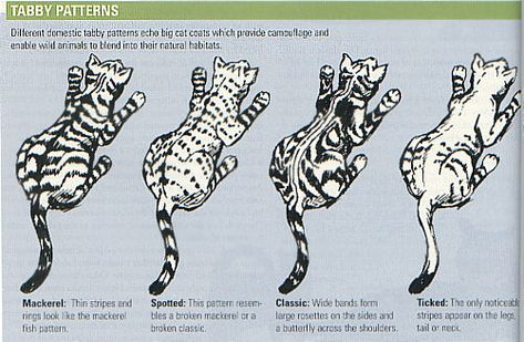 TABBY PATTERNS image Tabby Patterns, Cats Siberian, Bengal Cat Breeders, What Cats Can Eat, Cat And Cloud, Siberian Cats, Yes And Yes, Asian Leopard Cat, Cat Drawing Tutorial