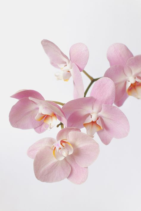 pink orchids close up Water Culture Orchids, Orchid Flower Tattoos, Orchid Cake, Orchid Illustration, Orchid Wallpaper, Orchid Drawing, Repotting Orchids, Illustration Rose, Oncidium Orchids