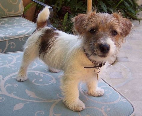 Rough Hair, Jack Russell Terrier Puppies, Jack Russell Puppies, Jack Russell Dogs, Jack Russells, Fox Terriers, Terrier Puppies, Bull Terrier Dog, Russell Terrier