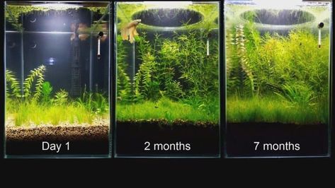 How To Setup a Planted Aquarium Without Co2 | TheAquariumAdviser #Planted_tank Large Fish Tanks, Biotope Aquarium, Fish Tank Terrarium, Fish Tank Design, Betta Aquarium, Aqua Culture, Aquarium Terrarium, Fresh Water Fish Tank, Live Aquarium Plants