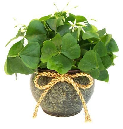 Shamrock Wedding, Shamrock Plant, Shamrock Flower, Irish Party, Table Flower Arrangements, St Patricks Day Food, St Patrick's Day Decorations, St. Patricks Day, Wedding Flower Arrangements