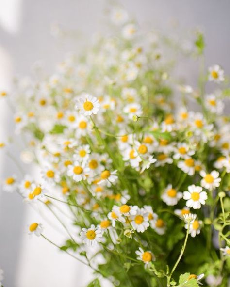 Feverfew Flower, Ontario Wildflowers, Tiny Daisies, Floral Recipes, Yellow Wild Flowers, Common Wildflowers, Cosmic Design, July Flowers, Medicinal Herb