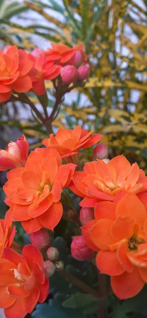 #kalanchoe #flordafotuna #plantas #flor #suculenta Plants, Flowers