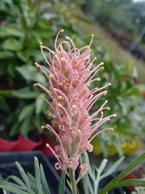 Grevillea ‘Parakeet Pink’ | Australian Plants Society Grevillea Ground Cover, Australian Violet, Grevillea Superb, Pink Grevillea, Native Wisteria Australia, Australian Gardens, Leaf Structure, Pink Names, Australian Plants