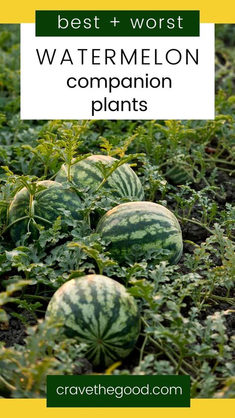 Companion Planting Guide, Companion Planting Chart, How To Grow Watermelon, Companion Planting Vegetables, Companion Gardening, Watermelon Plant, Garden Companion Planting, Tattoo Plant, Companion Plants