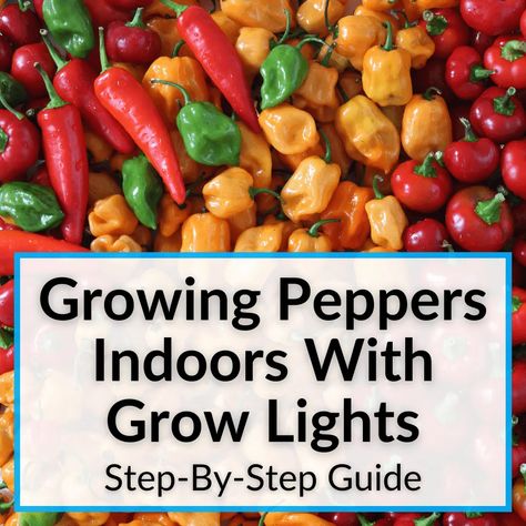 How To Grow Peppers Indoors, Grow Peppers Indoors, Growing Bell Peppers Indoors, How To Grow Bell Peppers From Seeds Indoors, Grow Peppers, Growing Chili Peppers, Chili Pepper Plant, Growing Hot Pepper, Growing Bell Peppers