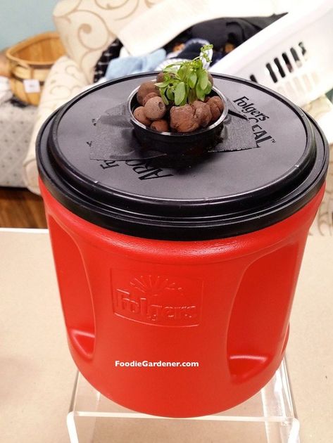 small hydroponic lettuce seedling in net pot coffee container planter foodie gardener Homemade Hydroponic System, Indoor Hydroponic Gardening, Hydroponic Lettuce, Hydroponic Farming, Hydroponics Diy, Growing Lettuce, Grow Light Bulbs, Coffee Container, Hydroponic Growing