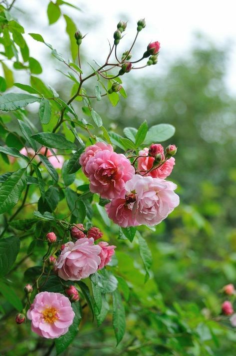 Musk Rose, Heritage Rose, Fleur Orange, Rose Hill, Shrub Roses, Growing Roses, Pink Garden, Favorite Flower, Rose Cottage