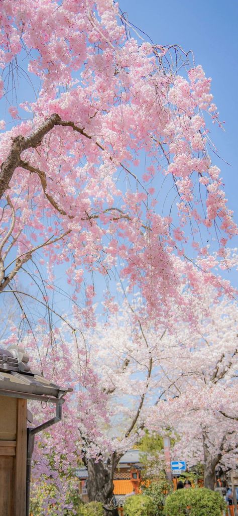 Sakura Wallpaper, Wattpad Background, Pink Nature, Pastel Pink Aesthetic, Landscape Scenery, Peach Blossoms, Painting Wallpaper, Dreamy Art, Scenery Wallpaper