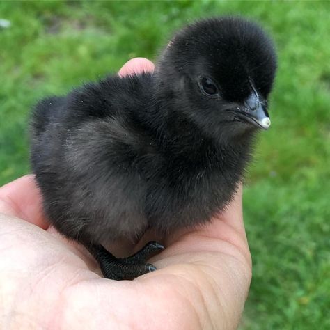 Chicken Hatchery, Farm Drawing, Heritage Chicken Breeds, Ayam Cemani, Farm Illustration, Chicken Pet, Heritage Chickens, Chicken Animal, Fluffy Chicken