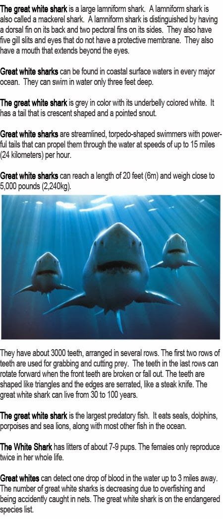 Great white shark information for kids Shark Habitat, Shark Information, Misunderstood Shark, Animal Fact File, Weird Animal Facts, Oceanography Marine Biology, Animal Facts Interesting, Animal Facts For Kids, Great White Shark Teeth