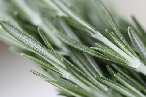 rosemary close up photography Rosemary Photography, Rosemary Aesthetic, Close Up Photography, Essential Oils Rosemary, Green Witch, 4 Life, Pale Green, Macro Photography, Rosemary