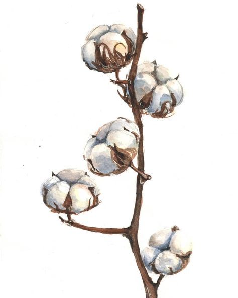 Cotton Plant Illustration, Watercolor Cotton Flower, Watercolour Ideas, Watercolor Birthday Cards, Cotton Plant, Watercolor Birthday, Botanical Illustrations, Paintings Art, Plant Illustration