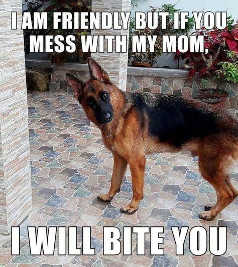 German Shepherd Memes, Puppy Obedience Training, Positive Dog Training, Easiest Dogs To Train, German Shepards, Dog Training Techniques, Dogs Funny, Funny Dog Memes, Best Dog Training