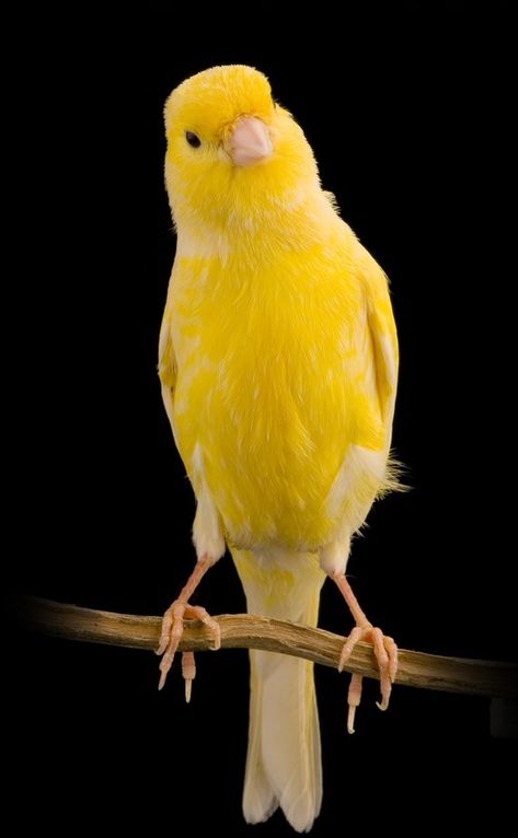 Canary close Yellow Canary Bird, Canary Flying, Singing Canary, Yellow Canary, Canary Birds, Live Alone, The Cage, Bird Boxes, All Birds