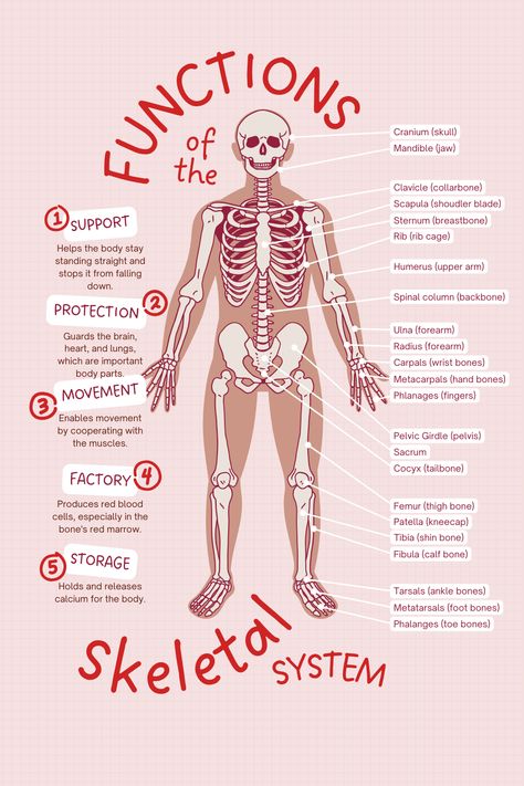 Anatomy And Physiology Mnemonics, Body Mechanics Nursing, Anatomy And Physiology Skeletal System Notes, Skeleton System Anatomy Notes, Pediatric Musculoskeletal Nursing, Musculoskeletal System Notes, Musculoskeletal Assessment Nursing, Nursing School Life, Learn Biology