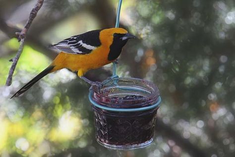 via @birdinformer Oriole Bird Feeders, Creating A Garden, Oriole Bird, Homemade Bird Houses, Bird Treats, Orange Wreath, Bird Bath Fountain, What Is A Bird, World Birds