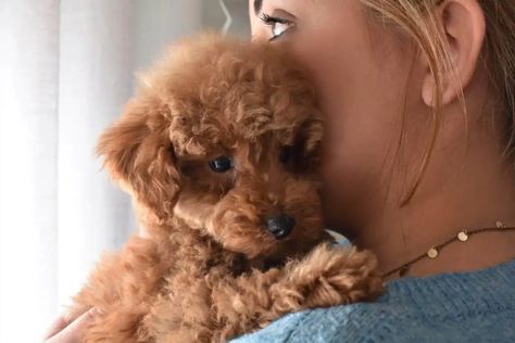 Red Poodles: Everything You Need to Know (With Pictures) – Poodle Report Miniature Poodle Haircut Styles Teddy Bears, Red Toy Poodle Haircut Styles, Miniature Poodle Haircuts, Toy Poodle Haircut, Poodle Haircut Styles, Tiny Toy Poodle, Poodle Haircut, People Are Crazy, Poddle