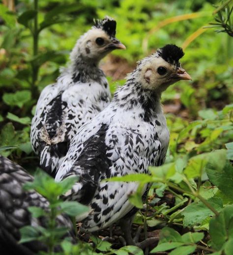 Arthur Parkinson on Instagram: “In their first little hats - Appenzeller Spitzhauben bantams I think I have 3 hens from 3 chicks.  They were once first smuggled into the…” Appenzeller Spitzhauben, Arthur Parkinson, Little Hats, Hats, On Instagram, Instagram, Black