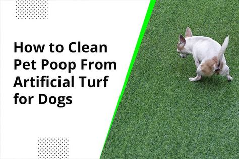 Cleaning off pet poop from artificial turf for dogs in Monterey is easy. Just follow this guide! Artificial Turf For Dogs, Turf For Dogs, Pet Turf, Installing Artificial Turf, Synthetic Lawn, Artificial Grass Installation, Easy Pets, Pooper Scooper, Artificial Lawn