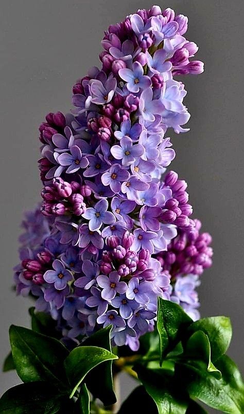 Lilac Plant Aesthetic, Lilacs Flowers Aesthetic, Lilacs Flowers, Violet Fairy, Violets Flowers, Viola Flower, Lupine Flowers, Hyacinth Flowers, Purple Princess