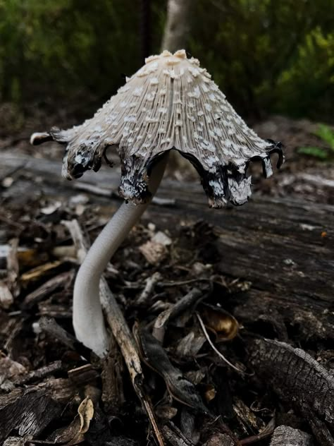 Inkcap Mushroom Drawing, Magpie Inkcap, Plant Study, Mushroom Pictures, Gothic Garden, Slime Mould, Plant Fungus, Mushroom Fairy, Mushroom Fungi