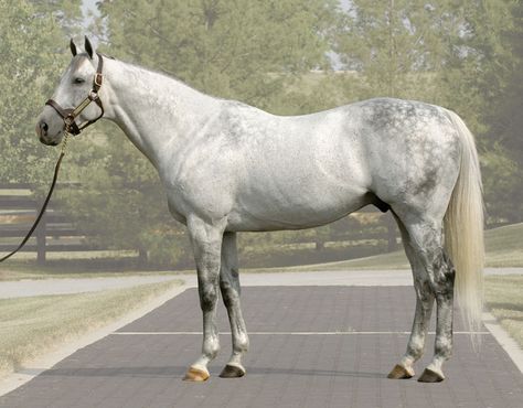 Bloodlines: Size And The Thoroughbred - Horse Racing News | Paulick Report Equine Hospital, Grey Thoroughbred, Thoroughbred Stallion, Sinus Cavities, Grey Horses, Thoroughbred Racehorse, Rasy Koni, Thoroughbred Horse Racing, Race Horse