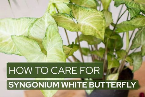 These tips will help your White Arrowhead thrive well! 💚 #syngonium #whitebutterfly #whitearrowhead #plantcare #plants #plantsmakepeoplehappy #indoorplants #plantsplantsplants #houseplant #houseplants #houseplantclub #houseplantlove #houseplantsmakemehappy #houseplantjournal #houseplantplantclub #houseplantdiary #houseplantsclub #houseplantaddict #houseplantlover #houseplantopia #houseplantslover #houseplantlovers #houseplanthome #houseplanthoarder #bestplantfriend #planttips White Butterfly Plant, Arrowhead Plant Care, Syngonium White Butterfly, Butterfly Plant, Plant Care Guide, Easy House Plants, Arrowhead Plant, Plant Journal, Butterfly Plants