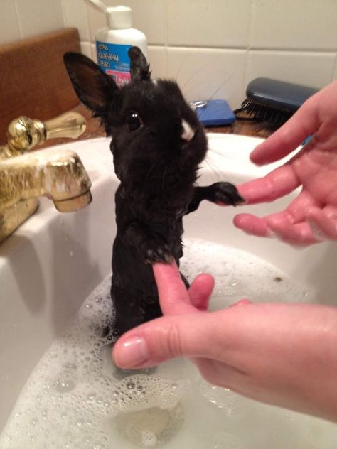 bathtime Somebunny Loves You, Animal Funny, Cats Kittens, Sweet Animals, Funny Animal, 귀여운 동물, Cute Bunny, Beautiful Creatures, Funny Cute