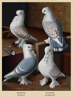 Satinette Pigeons: Art by Gary Romig in the style of Fulton Pigeon Art, Pigeon Pictures, Sparrow Art, Homing Pigeons, Pigeon Loft, Pigeon Breeds, Dove Pigeon, Chicken Painting, Sew Easy