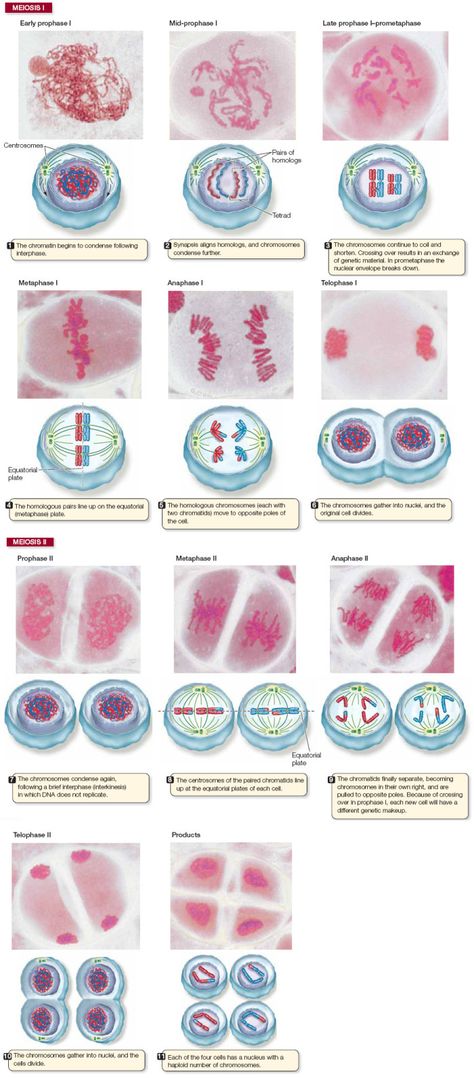 Mitosis And Meiosis, The Cell Cycle, Science Cells, Learn Science, Biology Resources, Study Biology, Biology Classroom, Secondary Science, Biology Facts