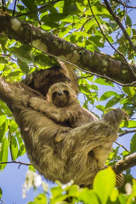 Join us as we explore the amazing world of the three-toed sloth - a slow-moving, nocturnal wonder that can be found in the jungles of Central and South America We will learn all about the three-toed sloth's habits, diet, habitat, and behavior. So, come along on this amazing journey and discover this fascinating creature! Three Toed Sloth, Cute Sloth, Sloth, South America, Habitat, The Amazing, This Is Us, Diet, Wonder