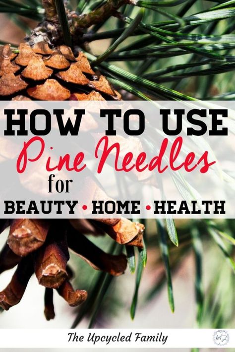 Benefits of Pine Needles + 4 ways to use them - The Upcycled Family Pine Needle Oil Benefits, Pine Needle Tea, Folk Medicine, Calendula Benefits, Herbs Garden, Tea Health Benefits, Sweet Ideas, Herbal Tinctures, Natural Health Care